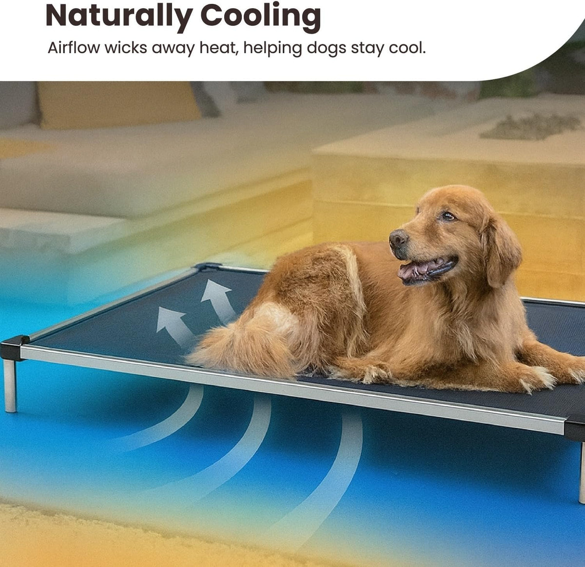 Chew Proof Elevated Cot Bed, S, Black Mesh