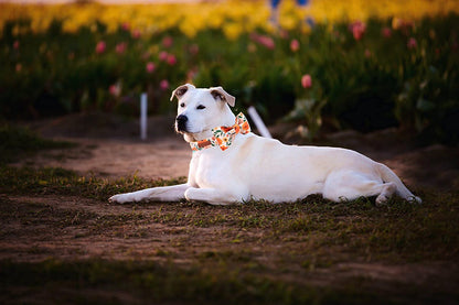 Elegant Floral Dog Collar with Bowtie, Adjustable and Comfortable for Small to Large Dogs and Cats